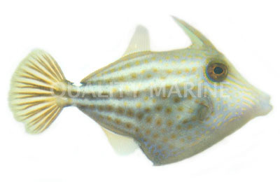 Orangetail Filefish :: 16515