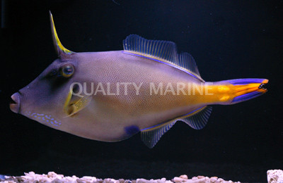 Large Scale Leatherjacket Filefish :: 16528