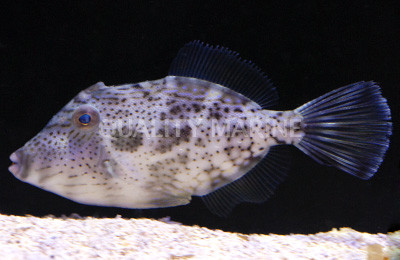 Bridled Leatherjacket Filefish :: 16533