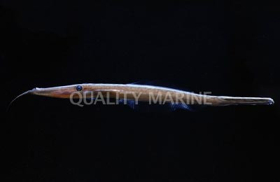 Bearded Leatherjacket Filefish :: 16537