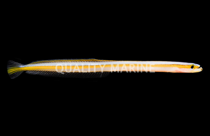 Curious Wormfish