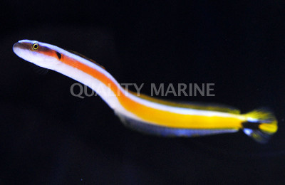 Rainbow Goby :: 18539