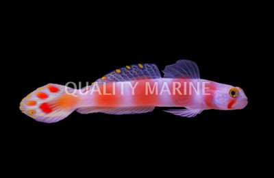 Flagtail Shrimp Goby :: 18546