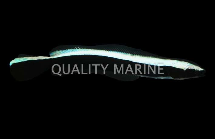 Sand Tilefish
