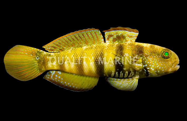 Sphynx Goby