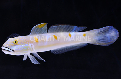 Decorated Glider Goby :: 18610