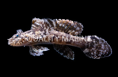 Hasselt's Goby :: 18615