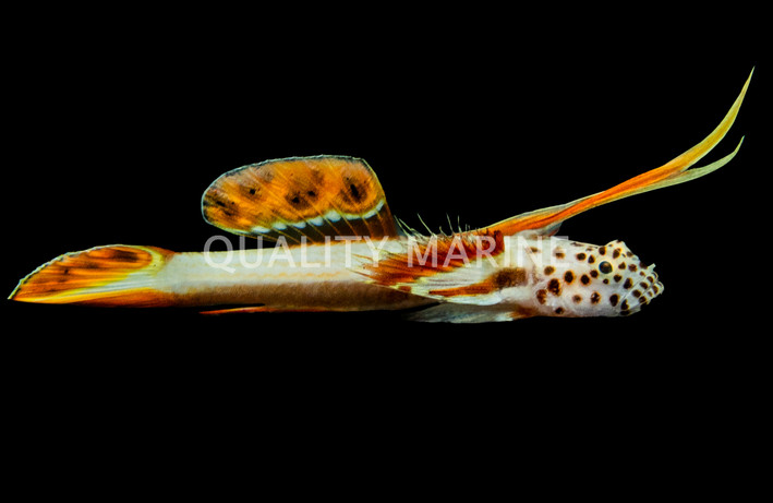 Griessingeri Goby