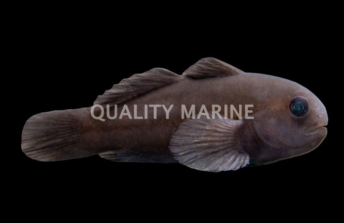 Black Clown Goby :: 18633