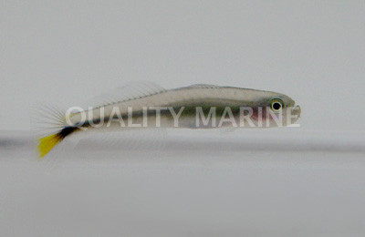 Rao's Hover Goby :: 18641