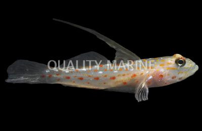 Tangaroan Shrimp Goby