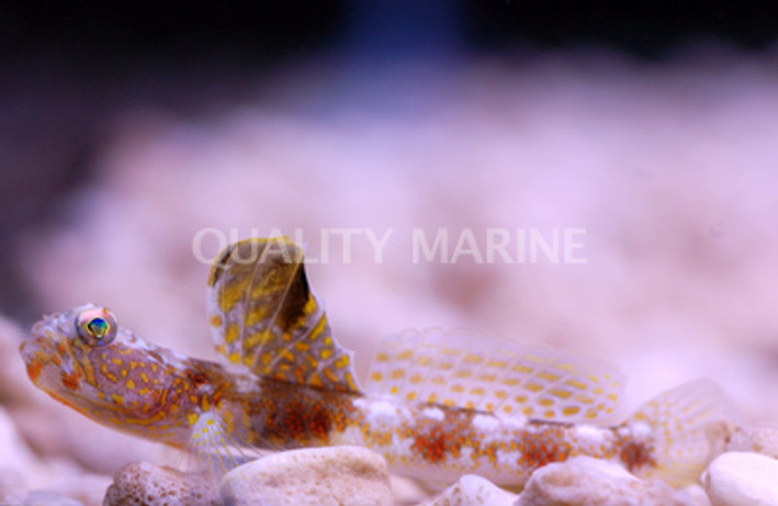 Sailfin Shrimpgoby :: 18672