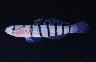 Japanese Tiger Dartfish :: 18703