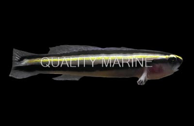  Barsnout Goby :: 18733