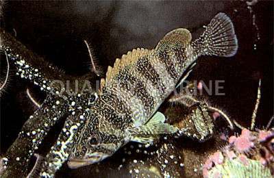 Starry Grouper :: 19010