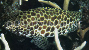 Honeycomb Grouper :: 19030