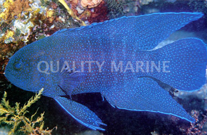 Western Blue Devil Grouper :: 19036