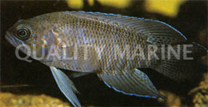 Northern Blue Devil Grouper :: 19039