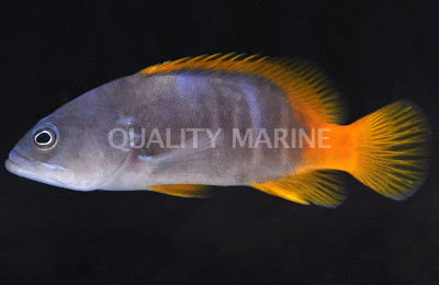 Blue Spotted Grouper :: 19045
