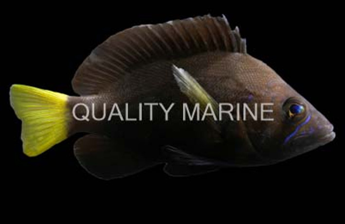 Black Hamlet :: 20501