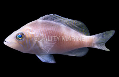 Barred Hamlet :: 20506