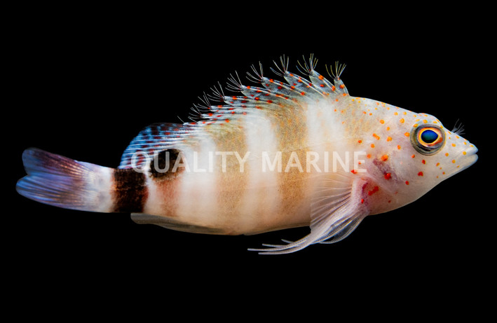 Red Spotted Hawkfish