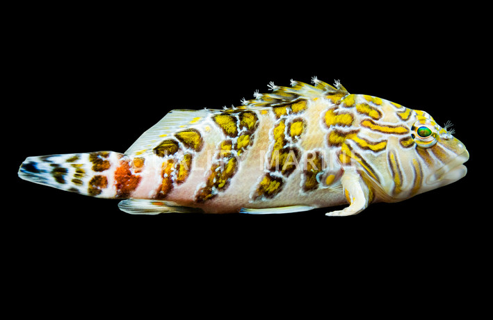 Giant Hawkfish
