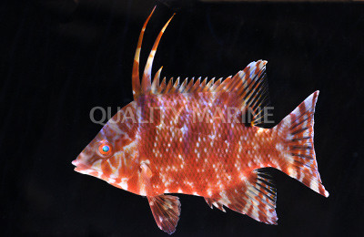 Rooster Hogfish :: 21509