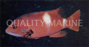 Western Foxfish Hogfish  :: 21516