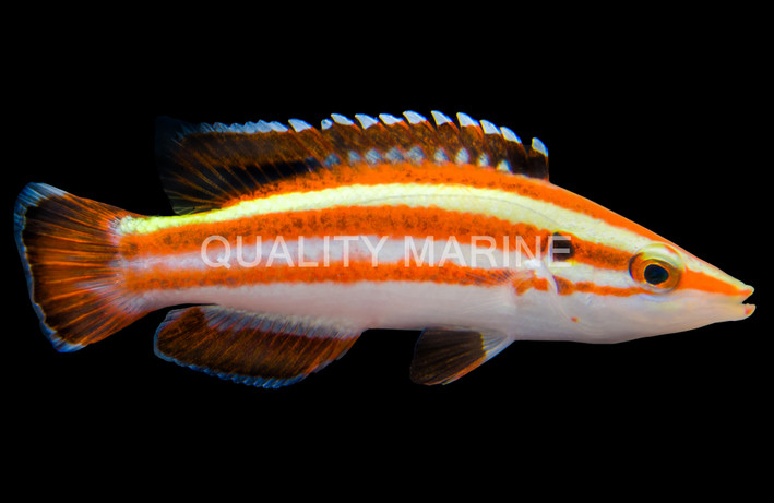 Masuda's Hogfish, Adult