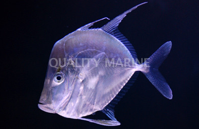 Moonfish Lookdown Jack :: 22010