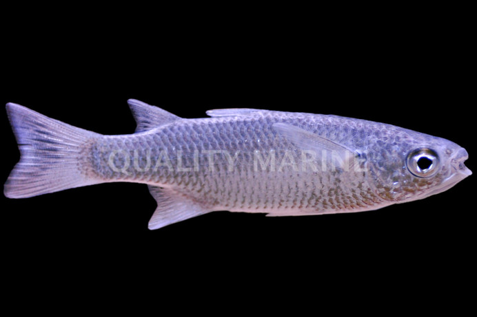 Silver-Scaled Mullet :: 23011