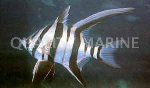 Old Wife Fish :: 23500