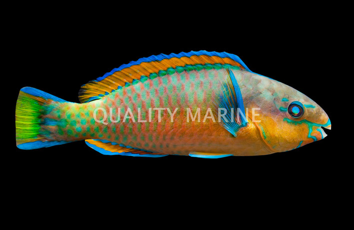 Quoy's Parrotfish