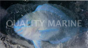 Common Parrotfish :: 24018
