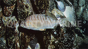 Rainbow Sea Perch :: 24250