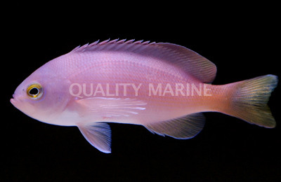 Barber Perch :: 24251