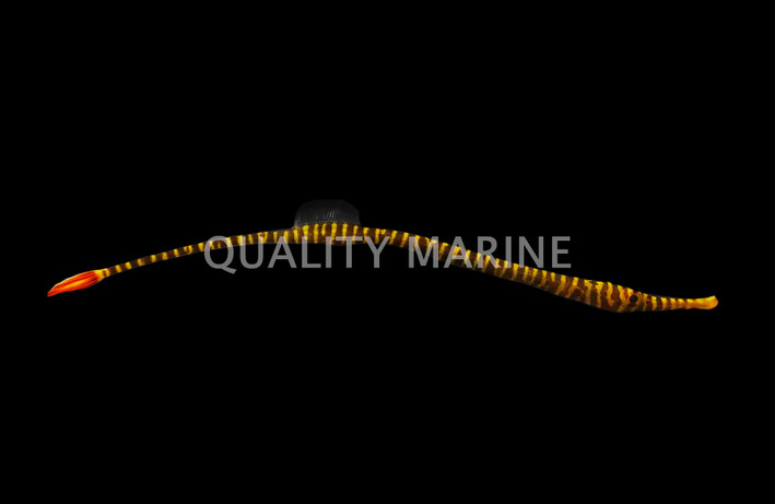 Multi Banded Pipefish