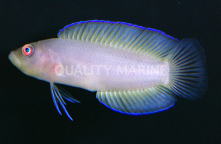 Green Serosa :: 26030