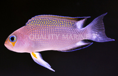 Longfin Dottyback :: 26041