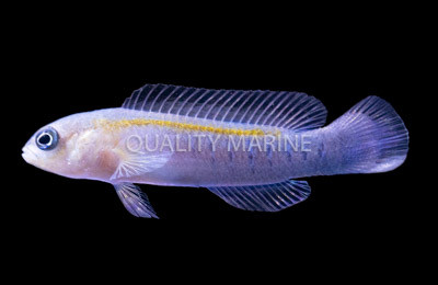 Blue Barred Dottyback, Male :: 26050