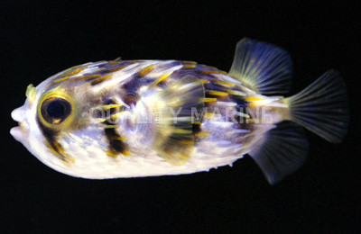 Slender-Spined Globefish Pufferfish :: 26548