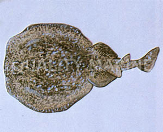 Electric Stingray :: 27507