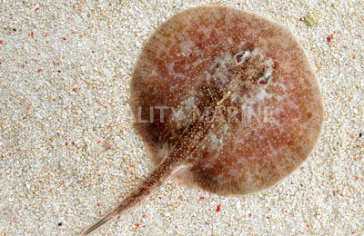Round Stingray :: 27519