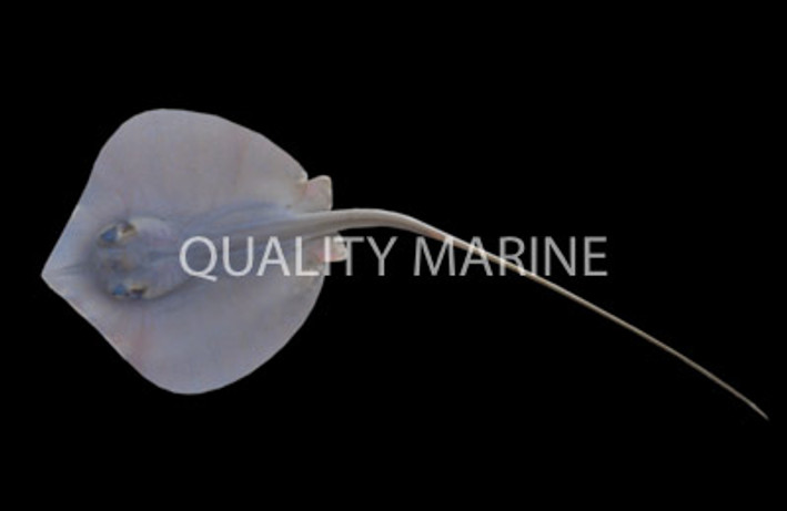 Atlantic Stingray :: 27524