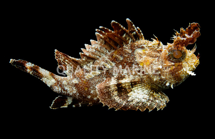 Horned Barbfish