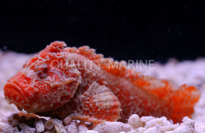 Orange Velvetfish :: 28033