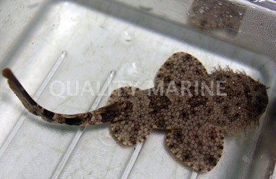 Tasseled Wobbegong Shark :: 29021