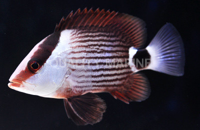 Malabar Blood Snapper :: 30022