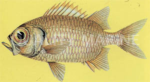 Lattice Soldierfish :: 30510